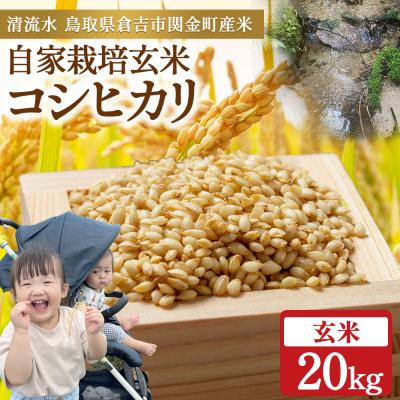 ふるさと納税 倉吉市  令和8年産米 コシヒカリ 玄米 20kg お米 米 こしひかり 玄米 コシヒカリ