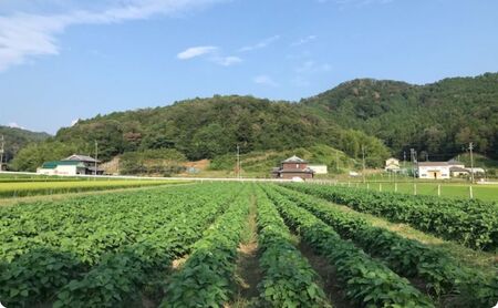 【テレビで話題！】兵庫の新品種黒枝豆 ひかり姫 兵庫県 万願寺産 1.5kg 野菜 国産野菜 大粒 甘味 コク 秋の味覚 旬の野菜 産地直送 つまみ