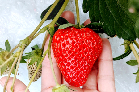 益田のいちご ほしうらら【いちご 苺 イチゴ ストロベリー strawberry 果物 くだもの フルーツ 益田いちご ほしうらら ギフト 冷蔵 先行予約 期間限定 季節限定 数量限定 早期予約 島根
