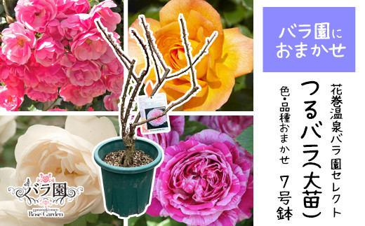 花巻温泉バラ園で育った「つるバラ大苗」7号サイズ -園長におまかせ- 【1915】