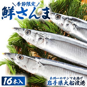 鮮さんま 16本入 (1尾 100g～120g) 岩手大船渡産 サンマ 秋刀魚 産地直送 新鮮 期間限定 鮮魚 新鮮さんま 魚 焼き魚 三陸さんま 岩手 大船渡市