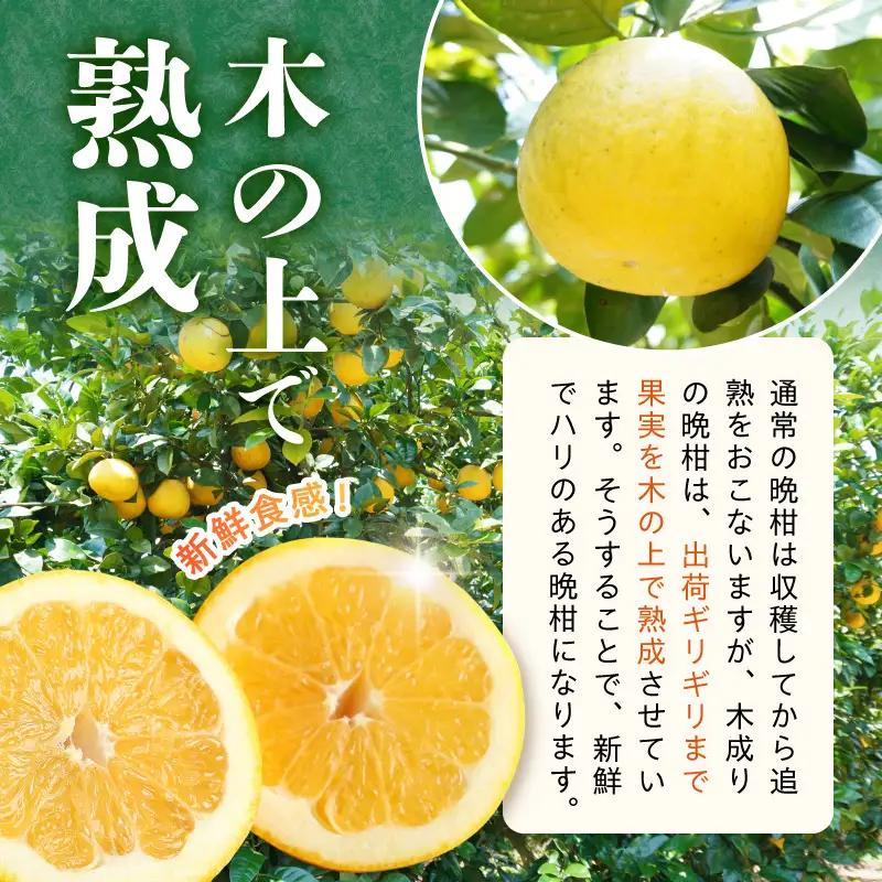 S040-023A_農家の手摘みあまくさ木成り晩柑 約7.5kg 先行受付