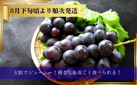 【2026年先行予約】ナガノパープル 約2kg(3~5房)｜ぶどう