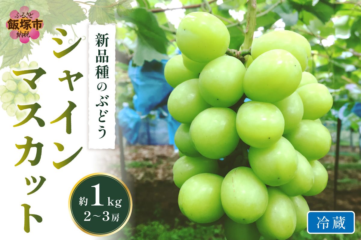 【A5-520】シャインマスカット(ぶどう)約1kg＜2025年9月から発送開始分先行予約＞