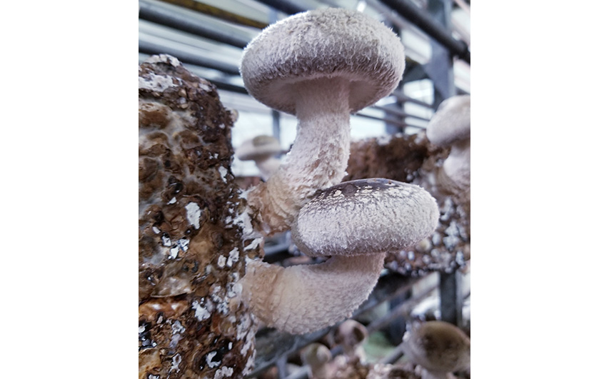 No.468 訳ありでも美味しい！自然の恵み生椎茸1.44kg