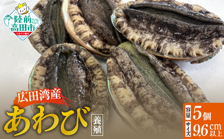 肉厚！ 広田湾産 養殖あわび 5個セット (殻長 9.5cm～) アワビ