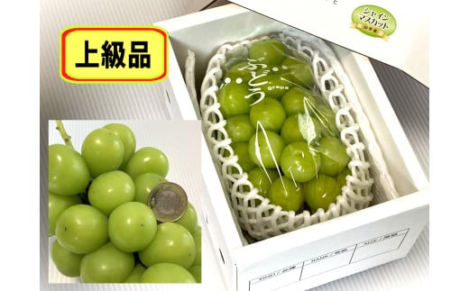 大粒シャインマスカット（上級品）　１房　８００ｇ以上　0009-2505