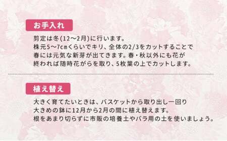 【全4回定期便】 【オンライン決済限定】 花 ウェルカム レンゲローズ リング 植え 生花 自然 お花 植物 フラワー ギフト ガーデニング 飾り 庭 ベランダ 壁掛け 贈り物 おすすめ オススメ 静