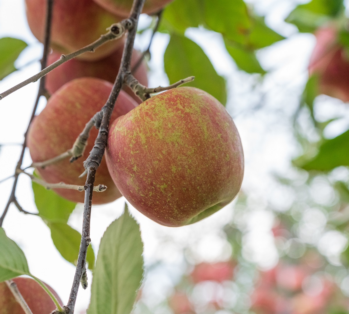 【2025年12月上旬発送】りんご 5kg 程度 葉とらず サンふじ 11月 12月 家庭用 青森産 りんご ふじ 【 サンふじりんご 葉とらずりんご くだものフルーツ果物林檎約5kg 】