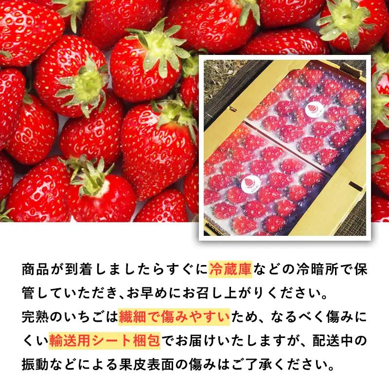 いちご よつぼし 約300g×2パック 1～4月発送　[hi-0028-005]