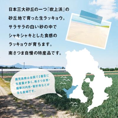 ふるさと納税 南さつま市 ◆5月上旬頃出荷開始◆【鹿児島県南さつま市産】加世田の砂丘生ラッキョウ 約5kg |  | 01