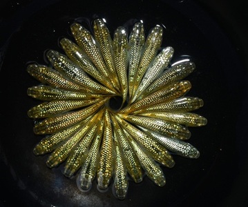 129-21　金平糖　オス・メス　ランダム　30匹