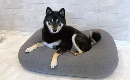 雲にのるペットソファ　スクエア　Sサイズ　本体（カバー付き） ネイビー