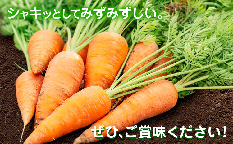 【先行予約】人参 約5kg (17-33本) 日本フルーツ株式会社《2026年4月上旬-6月上旬頃出荷》熊本県 菊池市 にんじん ニンジン 野菜 熊本県産---308-0011---