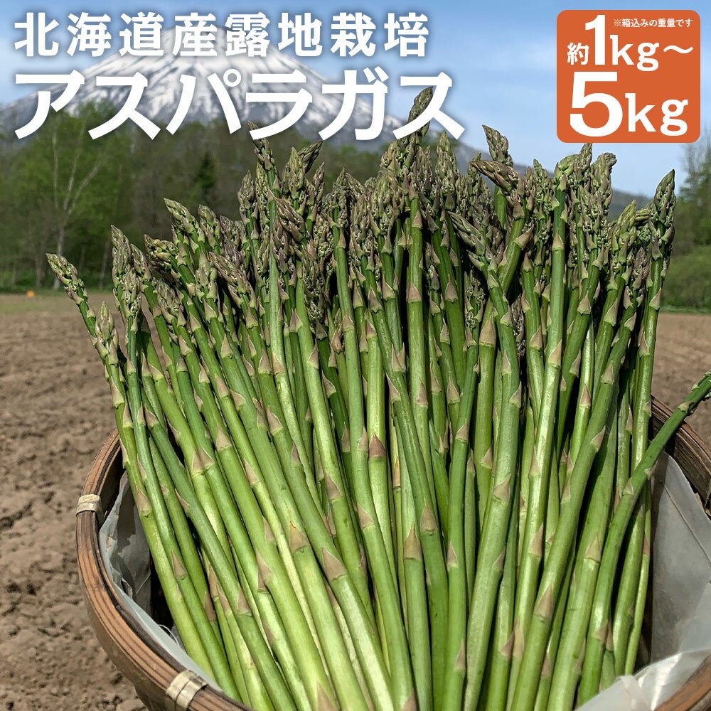 【ふるさと納税】＜選べる内容量＞北海道産 露地栽培アスパラガス M～2L 約1kg / 約2kg / 約3kg / 約5kg アスパラガス グリーンアスパラガス 野菜 新鮮 冷蔵 国産 北海道 京極町 送料無料 【2026年5月下旬～6月上旬迄発送予定】