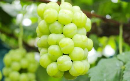 瀬戸ジャイアンツ 2房（1房480g以上） 合計約1kg 化粧箱入り 【2026年9月上旬～10月上旬迄発送予定】 白ぶどう 葡萄 ブドウ ぶどう フルーツ 果物 ギフト 国産 岡山県産