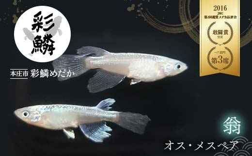 
《当店作出品種》 彩鱗めだか ＜翁＞ めだか メダカ 飼育 ペット 鑑賞 魚 動物 生き物 関東 F5K-080
