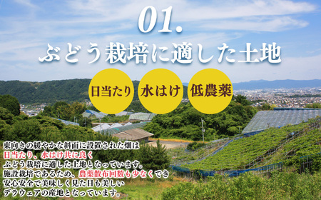 デラウェア L～2L 約1.2kg | フルーツ ぶどう 葡萄 ブドウ デラウェア 奈良県 平群町