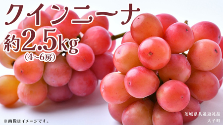 クインニーナ 約2.5kg (4～6房) 【2026年8月下旬発送開始】(茨城県共通返礼品：大子町)