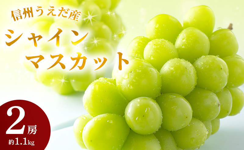 
特産 シャインマスカット JA信州うえだ 大房 2房 約1.1kg マスカット 葡萄 ぶどう ブドウ 果物 くだもの フルーツ 信州 長野　【 上田市 】　お届け：2023年9月下旬～10月中旬 [№5312-0066]
