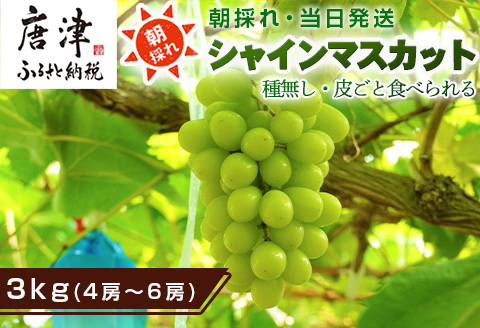 『先行予約』【令和8年10月中旬より順次発送】シャインマスカット3kg 4房～6房 葡萄 ぶどう 果物 フルーツ スイーツ