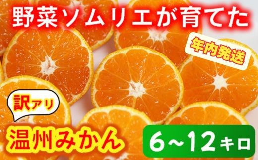 【訳あり・規格外品】野菜ソムリエ石児さんの「温州みかん 約10kg」＜05-A0082＞