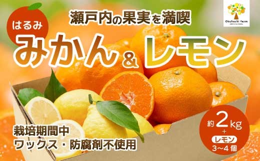 【おくはち農園】はるみ 2kg レモン3～4個《2027年2～3月発送予定》栽培期間中 防腐剤 ワックス 不使用 旬 柑橘 かんきつ フルーツ 果物 瀬戸内 166024