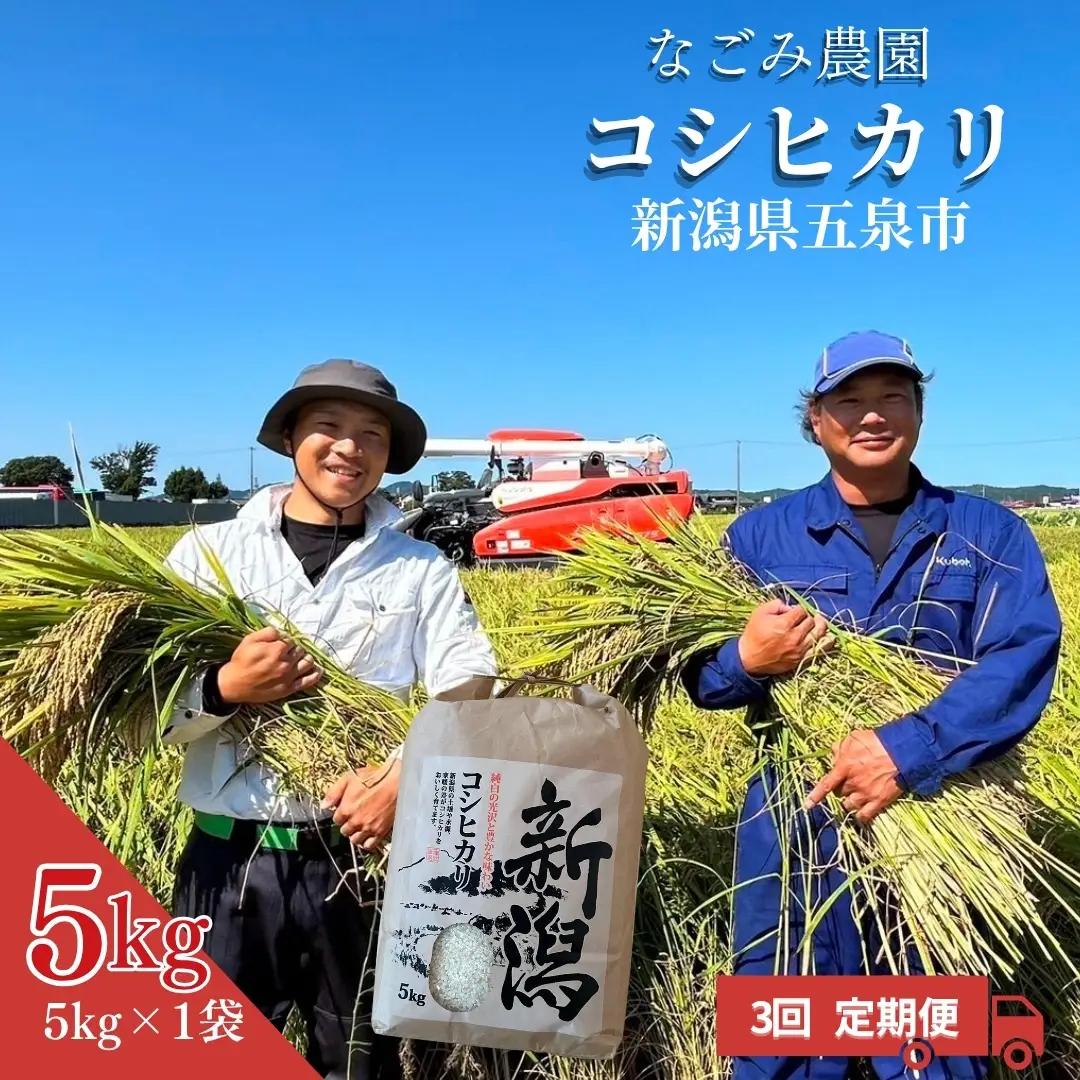 【先行予約】令和8年産〈3回定期便〉コシヒカリ 5kg 精米 なごみ農園 こしひかり | 新潟県 五泉市 コシヒカリ