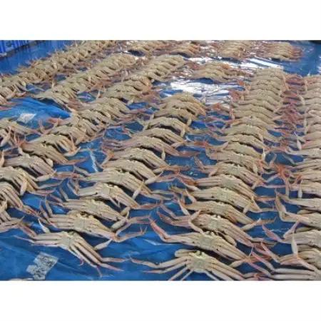 【さかなや新鮮組】鳥取県産 訳あり 浜茹で松葉ガニ(中)700g以上 1枚 漁港直送【配送不可地域：離島・北海道・沖縄県・東北・信越、北陸】【1759707】