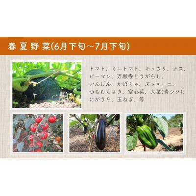 ふるさと納税 宇佐市 旬の有機野菜セットA(5〜6品)【114500101】【さとう有機農園】 |  | 02