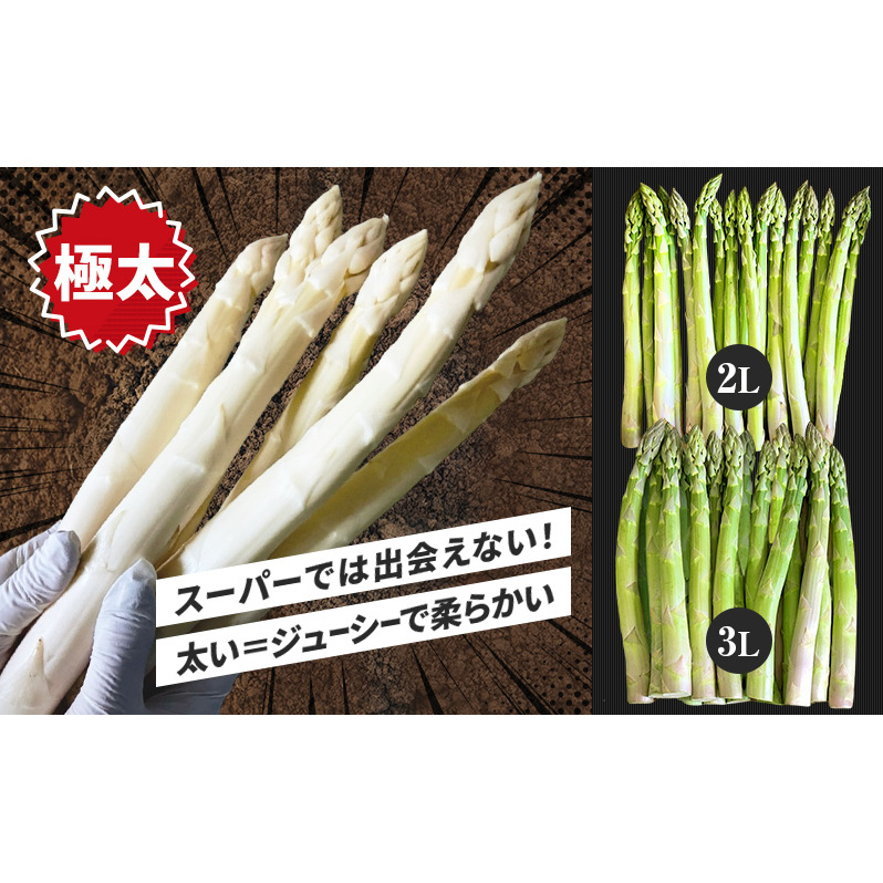 先行予約 【 2025年 発送 ！】 北海道 上富良野産 ホワイトアスパラガス 2L サイズ 500g アスパラ ホワイト アスパラガス 上富良野町 令和7年発送 野菜 やさい【オンライン決済限定】_