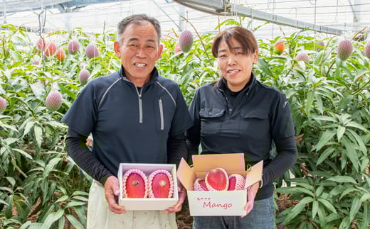 先行予約【長友農園 】完熟マンゴー 3L×2 糖度14度以上 宮崎県西都産 産生産者直送 2026年発送＜1.7-44＞