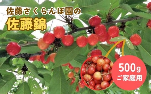 さくらんぼ（佐藤錦）５００ｇ　ご家庭用　0069-2603