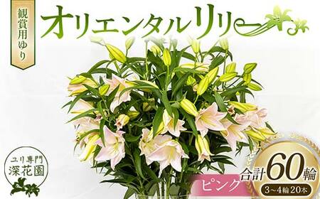 ユリ専門＜深花園＞観賞用ゆり オリエンタルリリー ピンク 3～4輪20本 F23R-508