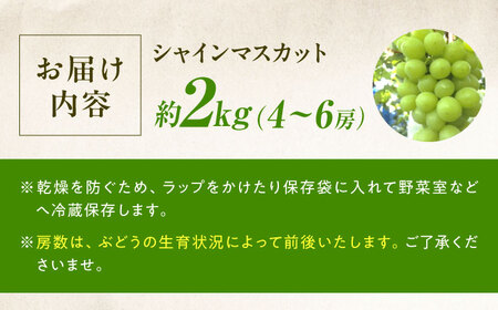 【先行予約】シャインマスカット 約2kg1箱（4房から6房）＜2026年8月中旬から発送＞/ シャインマスカット マスカット ますかっと ぶどう ブドウ 葡萄 愛媛県 愛媛 内子町 フルーツ 果物 送