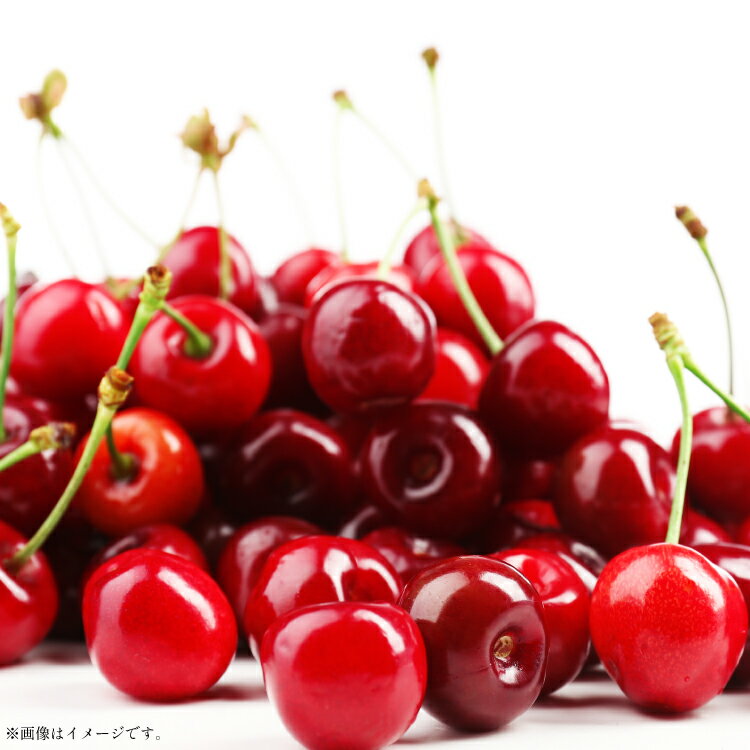 【ふるさと納税】【期間限定発送】 さくらんぼ 置賜産 紅秀峰 特秀 2L〜3L 500g 化粧箱入り [tk06ays870013 山形県 高畠町 JA山形おきたま] サクランボ チェリー 山形 果物 フルーツ くだもの