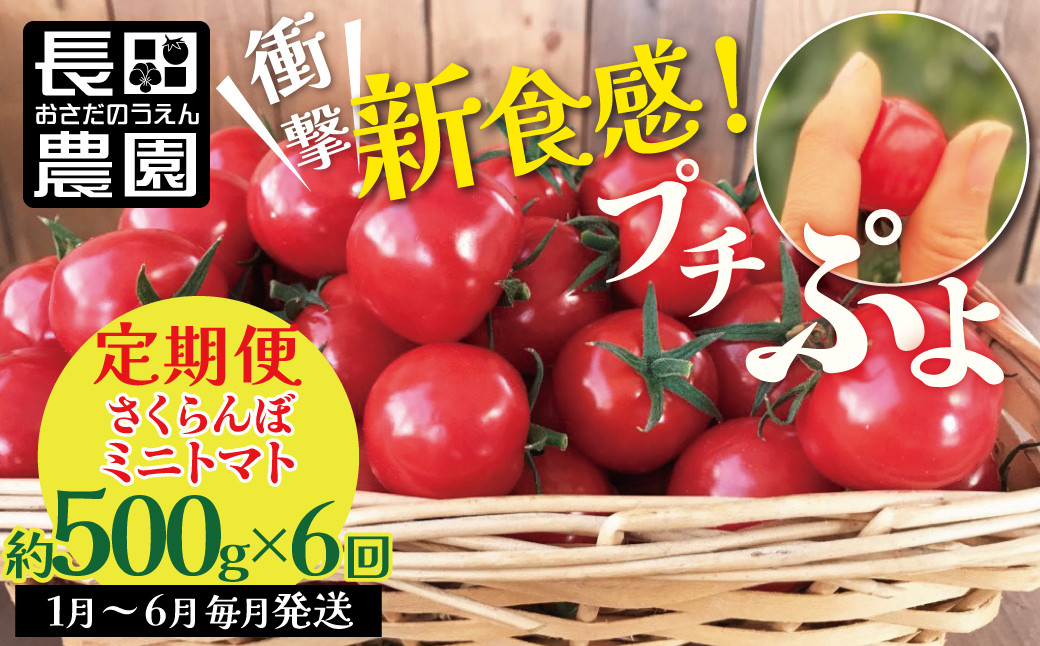 
新食感!!奇跡のさくらんぼミニトマトの定期便 約500g×6回コース 野菜ソムリエサミット 金賞 受賞 長田農園 産地直送 トマト とまと 野菜 やさい フルーツ サラダ 濃厚 甘い ご褒美 プレゼント 美容 健康 リピート多数 人気 高評価 数量限定 碧南市 H004-139
