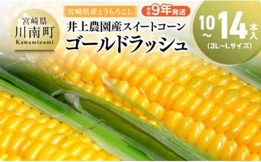 【令和9年発送】井上農園産スイートコーン(ゴールドラッシュ)10~14本 【 トウモロコシ スイートコーン 2027年発送 先行予約 数量限定 期間限定 】