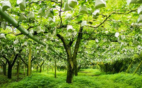 【先行受付・限定50箱】九州産 和梨「新興(しんこう)」 5kg [季節限定 期間限定 果物 フルーツ 国産 日本産] TF0326-P00025