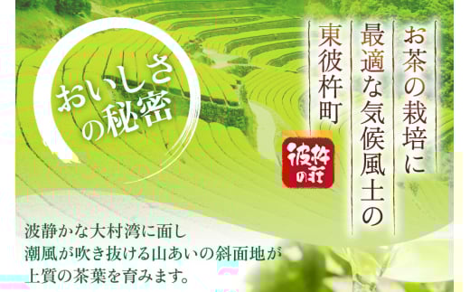 茶 お茶 緑茶 長崎 そのぎ茶 定期便 隔月 彼杵茶 玉緑茶 アルミボトル 290ml 24本 総計144本 6回 [彼杵の荘 長崎県 東彼杵町 hs42bag270018] 2か月に1回 ペットボト