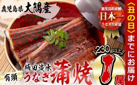 【丑の日までに配送】楠田の極うなぎ 蒲焼き1尾(230g以上) a3-184-us