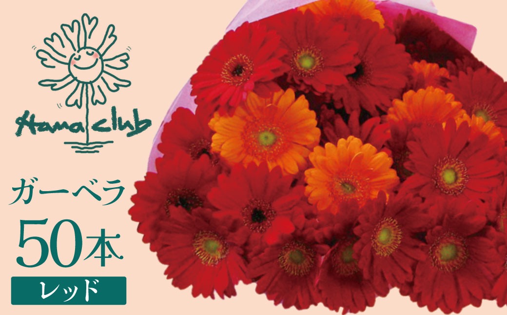 【ラッピング付】生花 レッドガーベラ の花束 50本 日付指定可能 ギフト プレゼント ラッピング 産地直送 インテリア お花 フラワー  ボリューム満点 H193-015