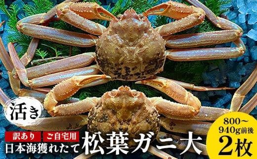 112.【活き】訳あり ご自宅用日本海獲れたて松葉ガニ 大 800～940g前後 2枚 ※2025年11月上旬～2026年3月上旬頃に順次発送予定【家庭用 松葉ガニ 松葉蟹 蟹 かに 甲殻類 ズワイガニ 鳥取県 北栄町 おすすめ 人気 送料無料】