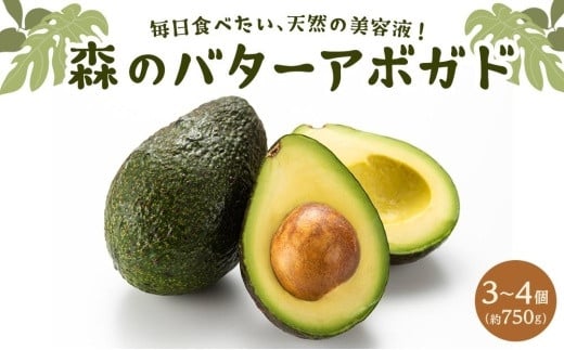 
            【11月頃より発送】 アボカド 約750g（3～4個）/約900g（4～5個）/約1kg～1.2kg（4～6個） 数量選択可 オーガニック 国産 愛媛県産 果物 食物繊維 葉酸 ビタミンk カリウム 栄養 アボガド 愛媛県 愛媛 松山市
          