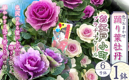 踊り葉牡丹 お江戸小町 プラチナケール 6号鉢 | 栃木県 下野市