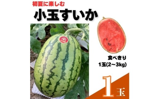 103003 山中農園の小玉スイカ１玉 姫まくら 【5月下旬～6月上旬発送】選べる 1玉 2玉 3玉 フルーツ 季節限定 春 産地直送 完熟 甘い こだま 西瓜 すいか 山中農園/高知県 奈半利町
