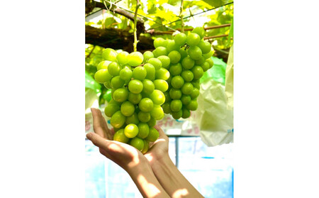 【先行予約2026年8月頃発送】大府市産 シャインマスカット1.4kg(2~3房入)