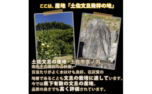 【先行予約】【果樹園直送】土佐文旦 特選品贈答用 約3kg 3L～4Lサイズ 5個入り 〈2027年2月中旬～3月下旬頃発送〉大玉 ぶんたん ブンタン フルーツ 柑橘 みかん 果物 くだもの 柑橘類 