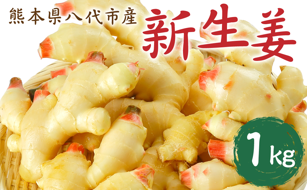 【先行予約】八代市東陽町産 新生姜1kg【2025年9月上旬より順次発送】