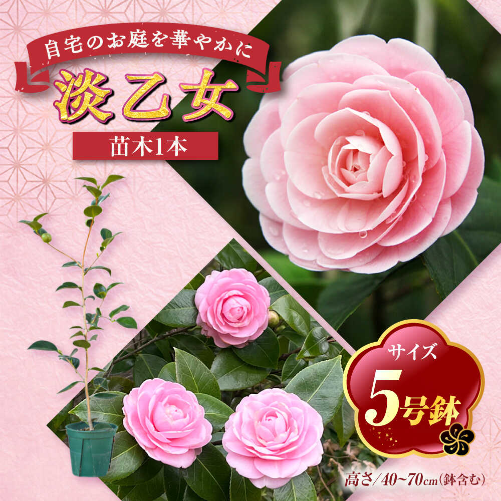 【ふるさと納税】椿 淡乙女（うすおとめ）5号鉢 苗木 淡ピンク 八重咲き 世界で愛される名花 鉢植え 庭木 花木 茶花 敬老の日 ギフト プレゼント 植木の産地 稲沢市 椿園株式会社 送料無料 [BMBI008]